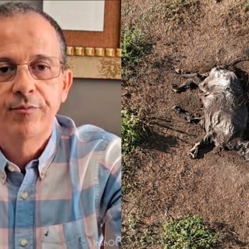 MP solicita bloqueio de contas de fazendeiro por maus-tratos a mil búfalos em Parnarama-MA