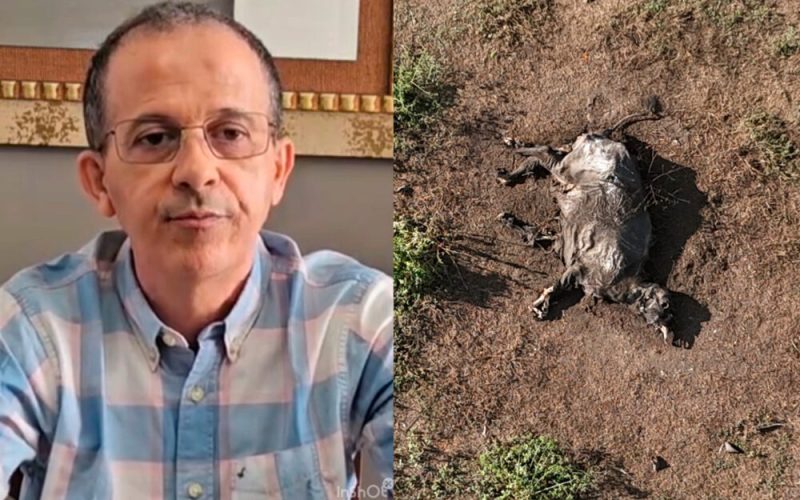 MP solicita bloqueio de contas de fazendeiro por maus-tratos a mil búfalos em Parnarama-MA